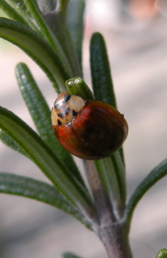 Coccinella nera e gialla - Adalia decempunctata